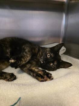 Domestic Short Hair Cats Available for Adoption - Meadow | PetCurious