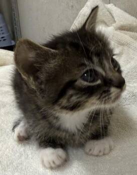 Cinder -  Domestic Short Hair Cat for Adoption in Honolulu, Hawaii - Cinder | PetCurious