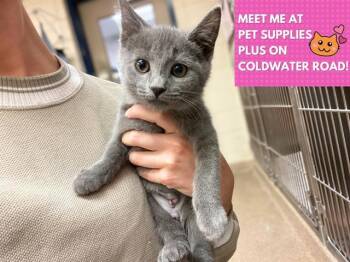 Rescue Domestic Short Hair Cats for Adoption in Fort Wayne, Indiana - MONSTROUS MADDIE | PetCurious