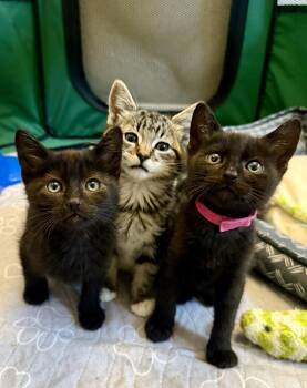 Butterscotch -  Domestic Short Hair Cat for Adoption in Fruit Heights, Utah - Butterscotch | PetCurious