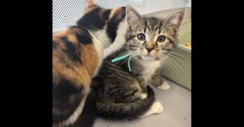 Domestic Short Hair Cats Available for Adoption in Virginia Beach, Virginia - Vern | PetCurious