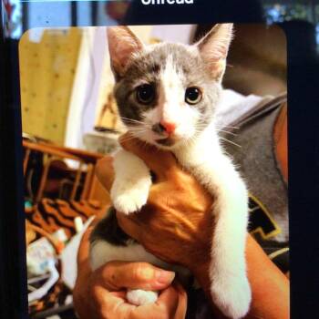 Tailypo -  American Shorthair Cat for Adoption in New Orleans, Louisiana - Tailypo | PetCurious
