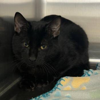 Felix (Blue collar) -  Domestic Short Hair Cat for Adoption in Blairsville, Georgia - Felix (Blue Collar) | PetCurious