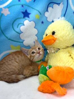 Ezekiel -  Tabby Cat for Adoption in Tavares, Florida - Ezekiel | PetCurious