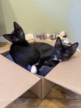 Mira -  Extra Toes Cat Hemingway Polydactyl and Domestic Short Hair Cat for Adoption in Vacaville, California - Mira | PetCurious