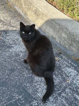 Rescue Domestic Short Hair Cats for Adoption in Ocala, Florida - CB | PetCurious