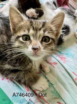 DOT -  Domestic Short Hair Cat for Adoption in Kent, Washington - DOT | PetCurious