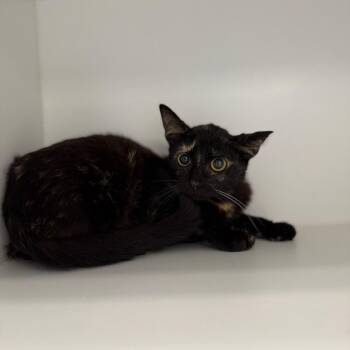 Domestic Short Hair Cats Available for Adoption in Port Richey, Florida - Mariah Carey | PetCurious