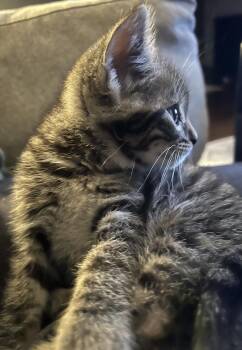 Pringles -  Domestic Short Hair Cat for Adoption in Greenbelt, Maryland - Pringles | PetCurious