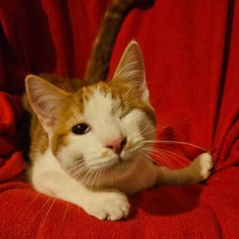 Thor -  Domestic Short Hair Cat for Adoption in Springfield, Illinois - Thor | PetCurious