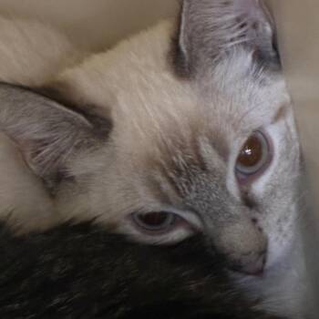 Snowflake -  Siamese Cat for Adoption in Yuma, Arizona - Snowflake | PetCurious