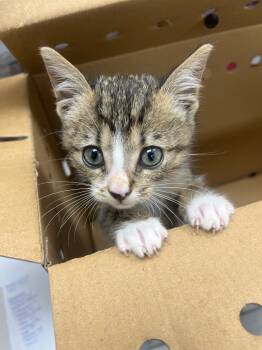 Rescue Domestic Short Hair Cats for Adoption in Hartsville, South Carolina - Smokey | PetCurious