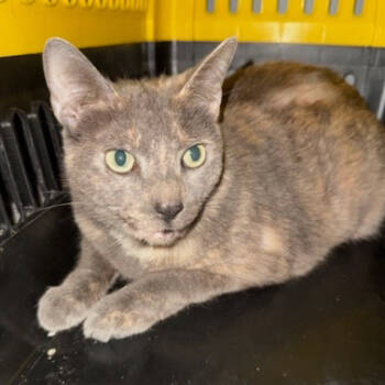 Rescue Domestic Short Hair Cats for Adoption in Merrifield, Virginia - Gris Cordero | PetCurious