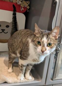 LUCY -  Domestic Short Hair Cat for Adoption in Leesburg, Virginia - LUCY | PetCurious