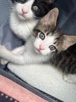 Buster - The B Bunch -  Domestic Short Hair Cat Available for Adoption - Buster - The B Bunch | PetCurious