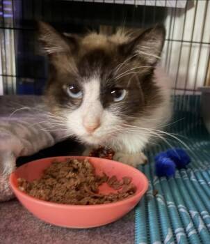 Sir Stewart (Stewie) -  Domestic Long Hair Cat for Adoption in Telford, Pennsylvania - Sir Stewart (Stewie) | PetCurious