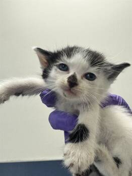 Rescue Domestic Short Hair Cats for Adoption in Doral, Florida - SASHA | PetCurious