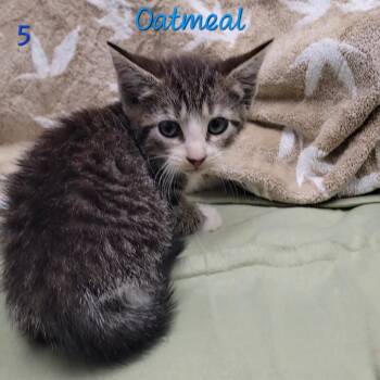 Oatmeal -  Domestic Short Hair Cat for Adoption in Parkersburg, West Virginia - Oatmeal | PetCurious
