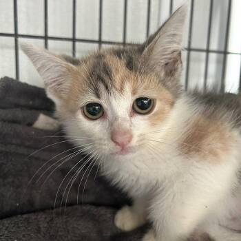 Mary Kate -  Domestic Short Hair Cat for Adoption in Dallas, Texas - Mary Kate | PetCurious