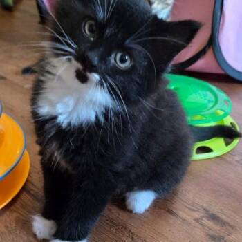 Eden -  Domestic Medium Hair Cat for Adoption in Elizabeth, Illinois - Eden | PetCurious