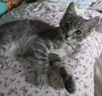 Willow -  Domestic Short Hair Cat for Adoption in Phoenix, Arizona - Willow | PetCurious