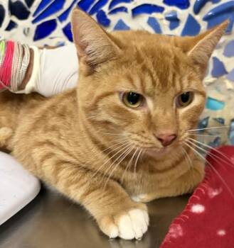 American Shorthair and Domestic Short Hair Cats Available for Adoption in Pensacola, Florida - GATSBY | PetCurious