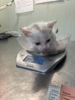 Latte -  Snowshoe and Siamese Cat for Adoption in Picayune, Mississippi - Latte | PetCurious