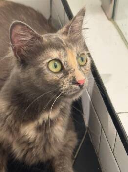 Osprey -  Domestic Medium Hair Cat for Adoption in San Juan Capistrano, California - Osprey | PetCurious