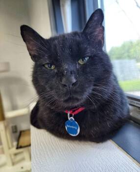 Rescue Domestic Short Hair Cats for Adoption in Grand Rapids, Michigan - BATTENBERG | PetCurious