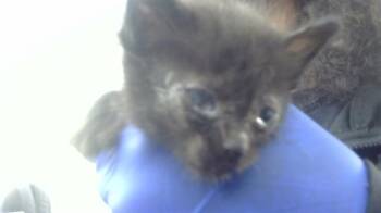 Rescue Domestic Short Hair Cats for Adoption in Dallas, Texas - CHINK | PetCurious