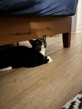 Kitty -  Domestic Short Hair Cat for Adoption in New York, New York - Kitty | PetCurious