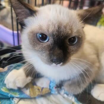 Violet -  Domestic Short Hair Cat for Adoption in Grantsville, Utah - Violet | PetCurious
