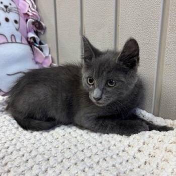 Domestic Short Hair Cats Available for Adoption in Hawthorne, California - Nigel | PetCurious