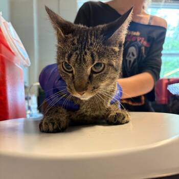 Ashley -  Domestic Short Hair Cat for Adoption in Huntington, West Virginia - Ashley | PetCurious