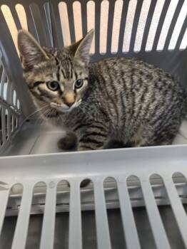 Domestic Short Hair Cats Available for Adoption in Lawrenceville, Georgia - If-4 | PetCurious