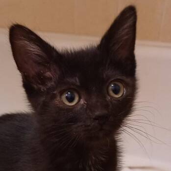 Aura -  Domestic Short Hair Cat for Adoption in San Jose, California - Aura | PetCurious