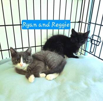 Ryan -  Domestic Short Hair Cat for Adoption in Jessup, Maryland - Ryan | PetCurious