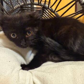 Brownie -  Domestic Long Hair Cat for Adoption in Lewisville, Texas - Brownie | PetCurious