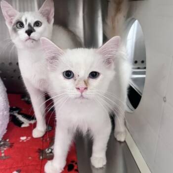 Marshmallow Roswell -  Domestic Long Hair Cat for Adoption in Denver, Colorado - Marshmallow Roswell | PetCurious