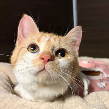 Caramel -  Domestic Short Hair Cat for Adoption in Buffalo, New York - Caramel | PetCurious