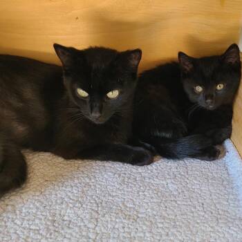 Domestic Short Hair Cats Available for Adoption in Puslinch, Ontario - Gemini | PetCurious