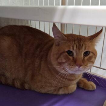 Opie -  Domestic Short Hair Cat for Adoption in Priest River, Idaho - Opie | PetCurious