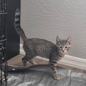 N - Sage -  Domestic Short Hair Cat Available for Adoption in Arizona City, Arizona - N - Sage | PetCurious