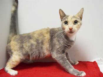 KEISHA -  Domestic Short Hair Cat for Adoption in Sacramento, California - KEISHA | PetCurious