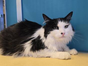 MICKEY -  Domestic Long Hair Cat for Adoption in Auburn, California - MICKEY | PetCurious