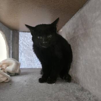 Domestic Short Hair Cats Available for Adoption - Boo | PetCurious