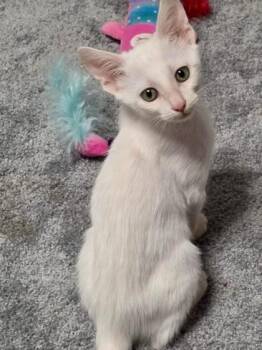 Alvin -  Domestic Short Hair Cat for Adoption in Fort Worth, Texas - Alvin | PetCurious