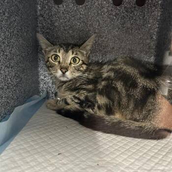 Rolo -  Domestic Short Hair Cat for Adoption in Salt Lake City, Utah - Rolo | PetCurious