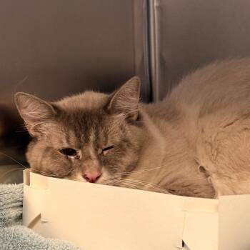 Archie -  Domestic Medium Hair Cat for Adoption in Royse City, Texas - Archie | PetCurious