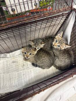 Jenner -  Domestic Short Hair Cat for Adoption in Sorrento, Louisiana - Jenner | PetCurious